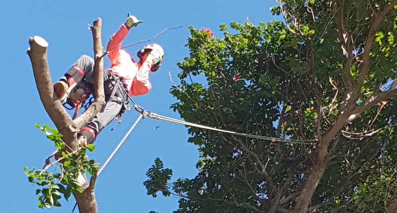 Tree Management Cairns