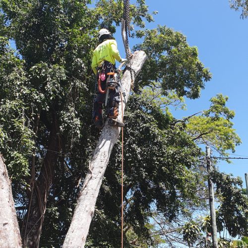 Projects Affordable Palm and Tree Management