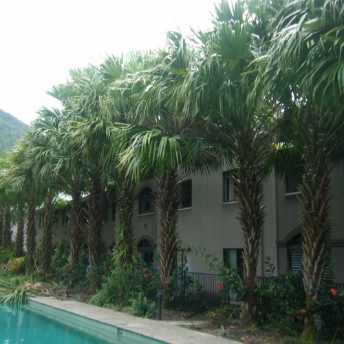 Projects Affordable Palm and Tree Management