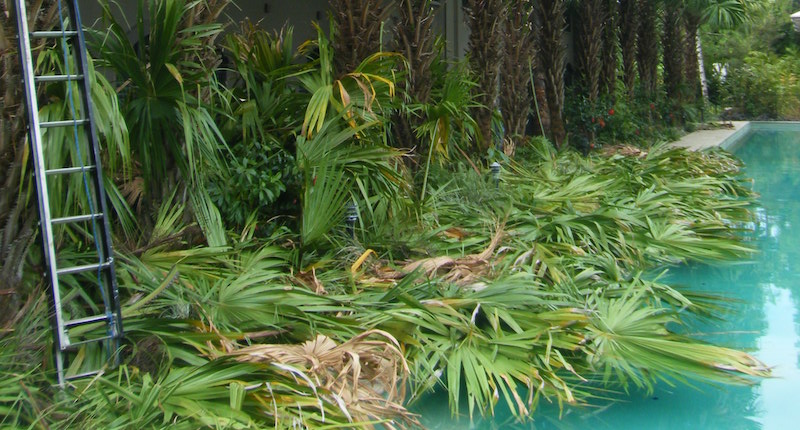 Green Waste Removal Cairns