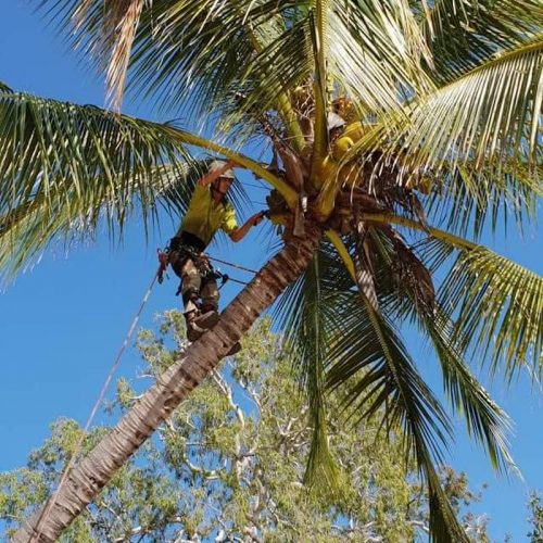 Projects Affordable Palm and Tree Management