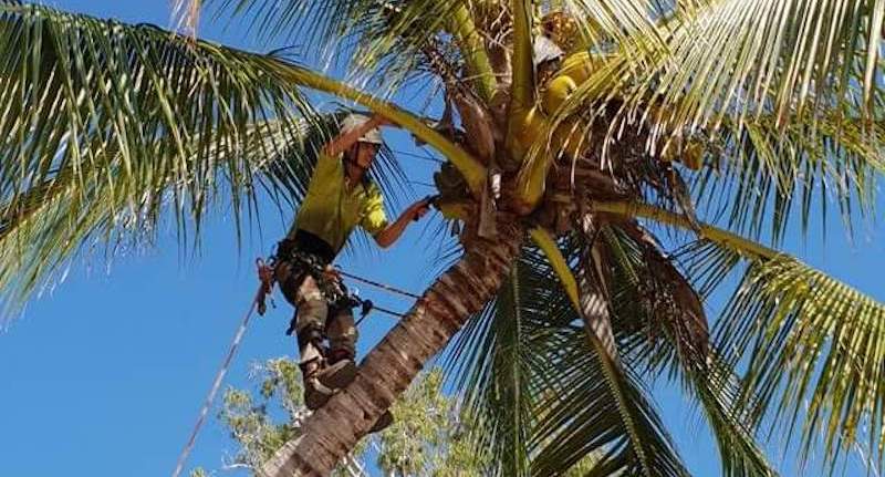 Palm Tree Management Cairns