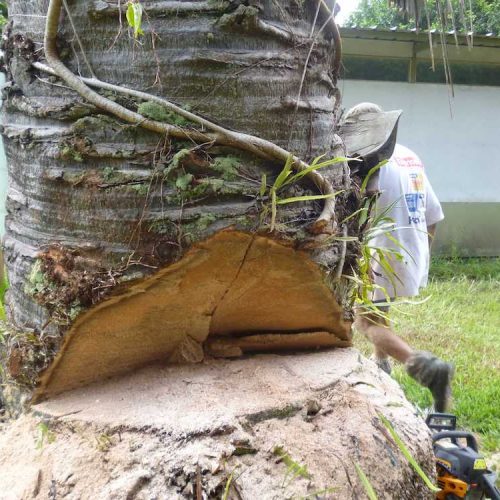 Projects Affordable Palm and Tree Management