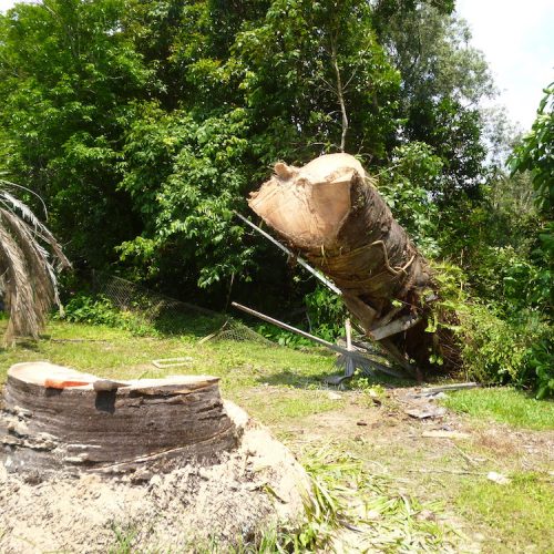 Projects Affordable Palm and Tree Management