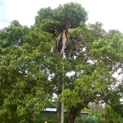 Projects Affordable Palm and Tree Management