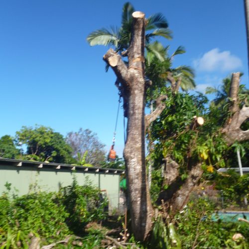 Projects Affordable Palm and Tree Management