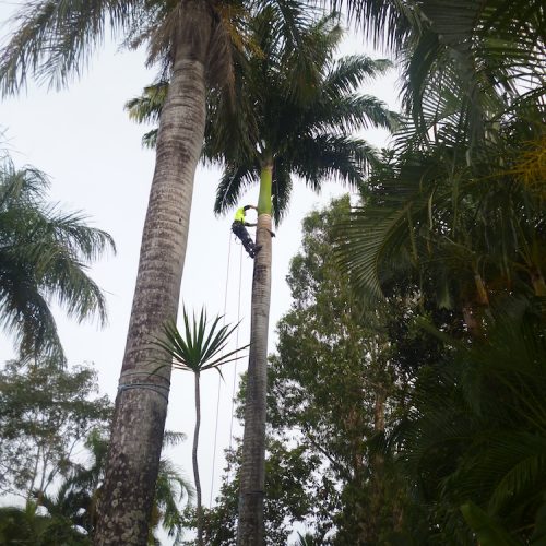 Projects Affordable Palm and Tree Management
