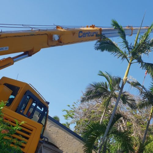 Projects Affordable Palm and Tree Management