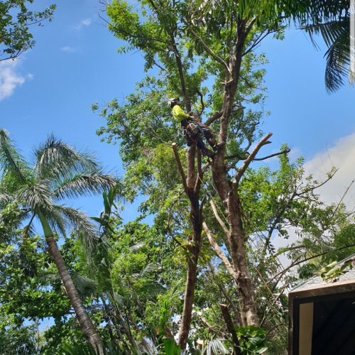 Projects Affordable Palm and Tree Management