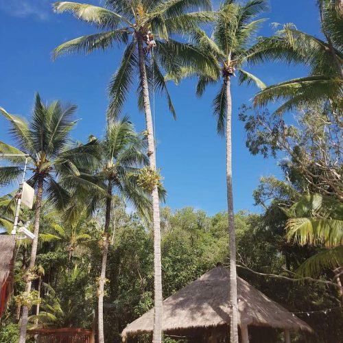 Projects Affordable Palm and Tree Management